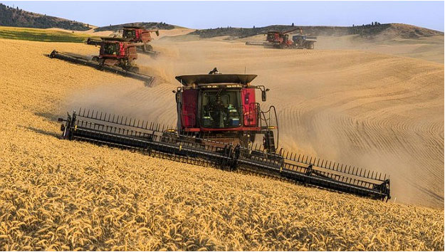 FAO Prediksi Produksi Gandum Dunia Turun pada 2026/2027, Cuaca Ekstrem Jadi Pemicu Utama