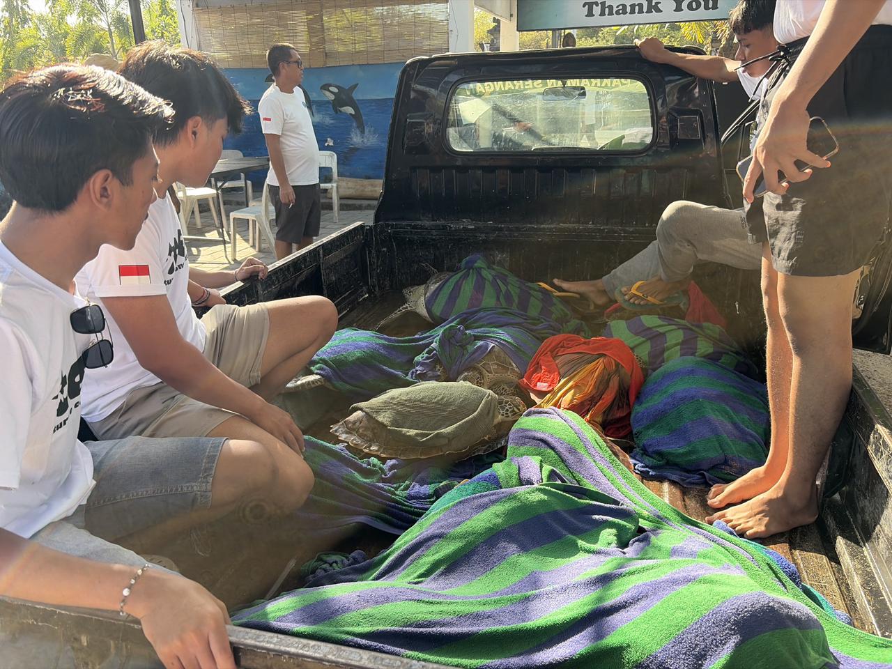 KKP Lepasliarkan 21 Penyu Hijau yang Terancam Punah ke Habitat Aslinya